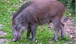 野猪手机在线观看,揭秘野性魅力，畅享视听盛宴